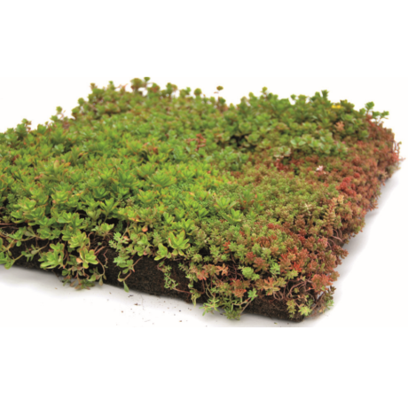 Groendak sedumtray Pace 'n go - 1m² Groendak sedumtray Pace 'n go - 1m²