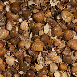 GEWASSEN SCHELPEN 0/20