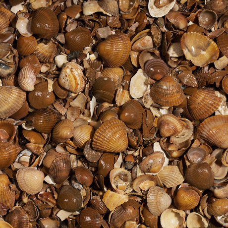 GEWASSEN SCHELPEN 0/20