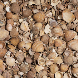 GEWASSEN SCHELPEN 0/20