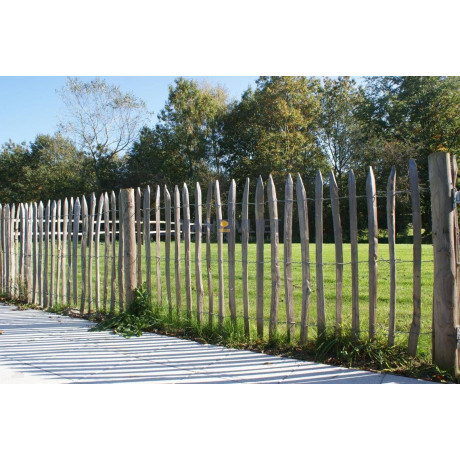 Frans Kastanjehek 1000x120cm (afstand 7.5-8cm)