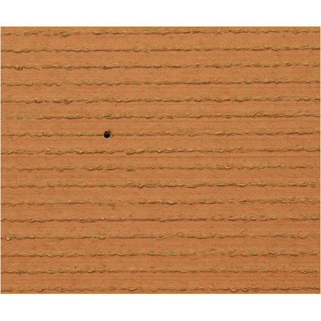 Exelgreen Campus 38mm breedte 1m - lengte per 10cm Exelgreen Campus 38mm breedte 1m - lengte per 10cm
