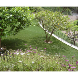 Exelgreen Natura 25mm breedte 1m - lengte per 10cm Exelgreen Natura 25mm breedte 1m - lengte per 10cm