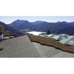 Groendak sedumtray CLICK 'N GO Light - 1m²