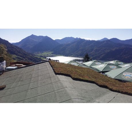 Groendak sedumtray CLICK 'N GO Light - 1m²