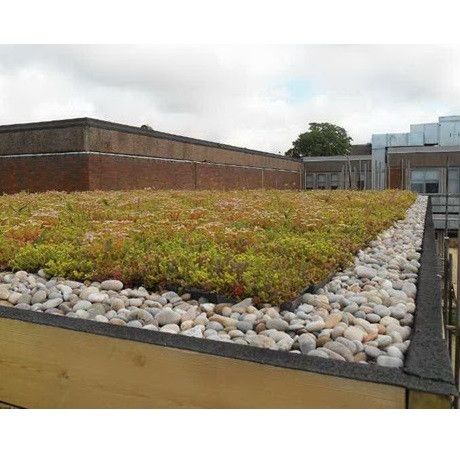 Groendak sedumtray CLICK 'N GO Light - 1m²