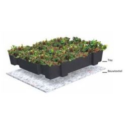 Groendak sedumtray CLICK 'N GO Light - 1m²