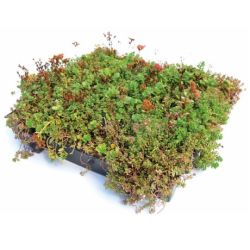 Groendak sedumtray CLICK 'N GO Light - 1m²